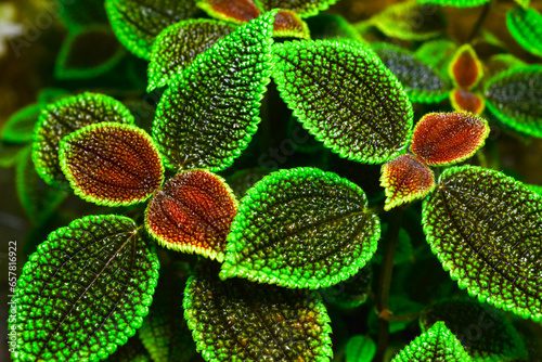 Pilea involucrata - ornamental plant with colored tuberous red-green leaves photo