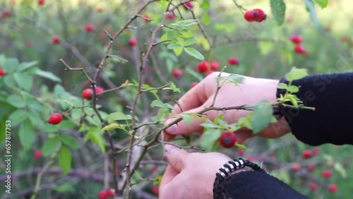 picks rose hips with his hands. High quality FullHD footage photo