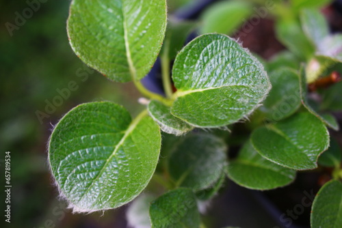 Wierzba Nakamury forma jezońska Salix nakamurana var yezoalpina photo