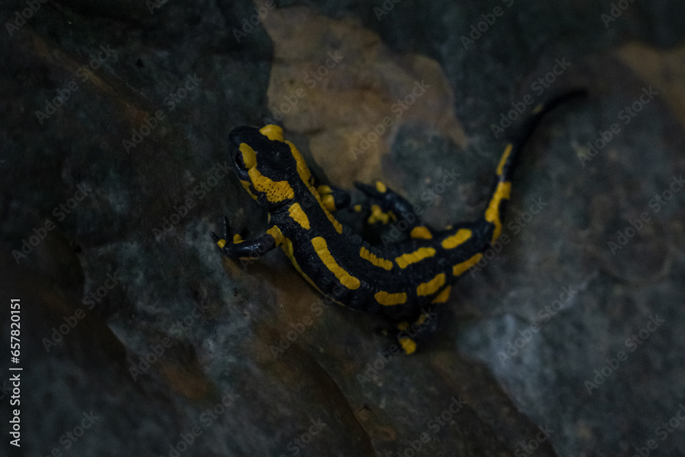 Feuersalamander im Wald, in einer Höhle bei einem Wasserfall Feuersalamander im Wald, in einer Höhle bei einem Wasserfall