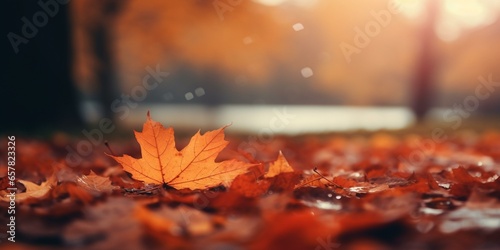 autumn fall leaves background cinematic photo