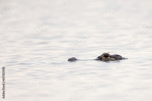 Alligator headshot in the water, Florida, USA