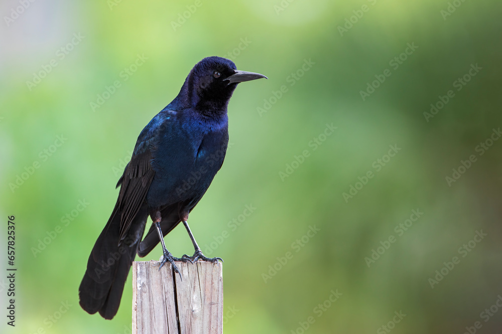Boat-tailed grackle (Quiscalus major) sitting on fence post, Lake Parker, Florida, USA Boat-tailed grackle (Quiscalus major) sitting on fence post, Lake Parker, Florida, USA