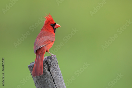 Northern Cardinal (Cardinalis cardinalis) male perched, Florida, USA