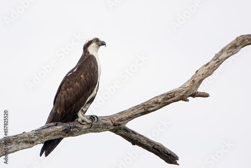 Osprey (Pandion haliaetus) perched at Circle B Bar Reserve, Florida, USA