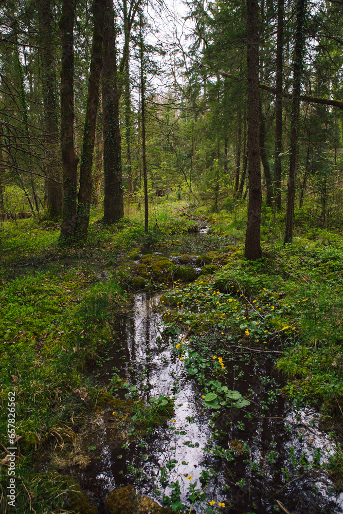 Fototapeta premium Frühlingsstimmung in naturbelassenen bayrischen Urwald mit einem Bach im Moorgebiet und Sumpfdotterblumen