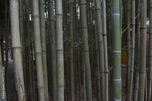 bamboo grove in brazil