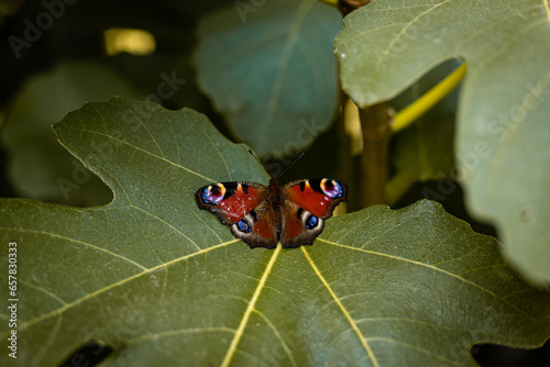 A beautiful butterfly with a damaged wing sits on leaves. Animal welfare photo