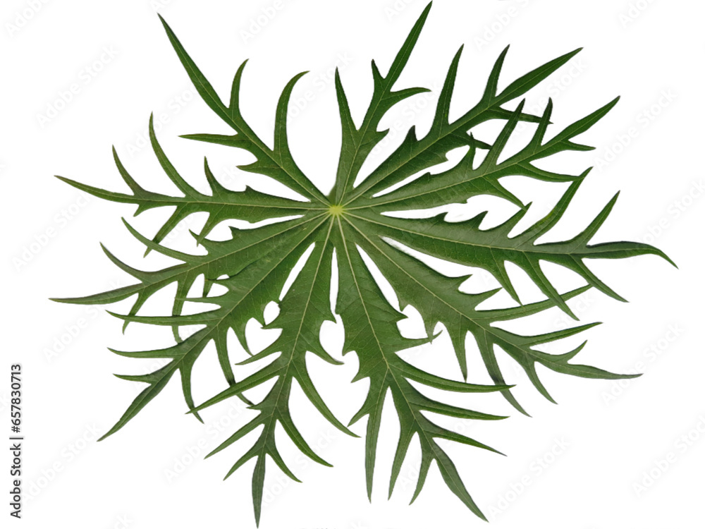 Naklejka premium christmas branches