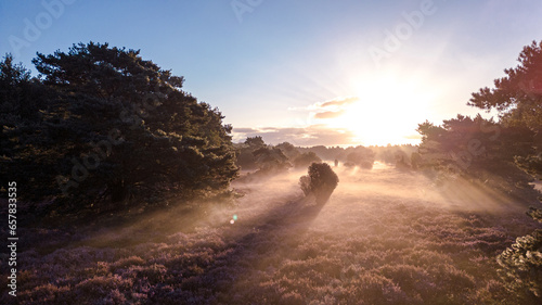 morning in the forest photo