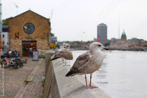 The quayside birds