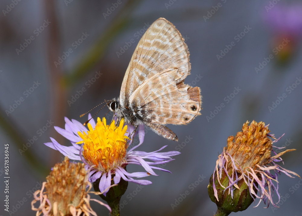 Fototapeta premium Wounded leptotes pirithous with missing parts of the wing.