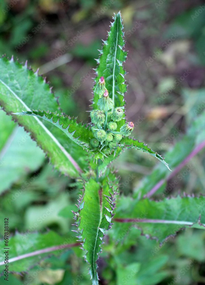 Yellow thistle (Sonchus asper) grows in nature. Yellow thistle (Sonchus asper) grows in nature.