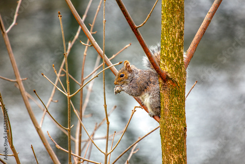 Canvas Print Grey Squirrel (Sciurus carolinensis) in National Botanic Gardens, Dublin, Irelan