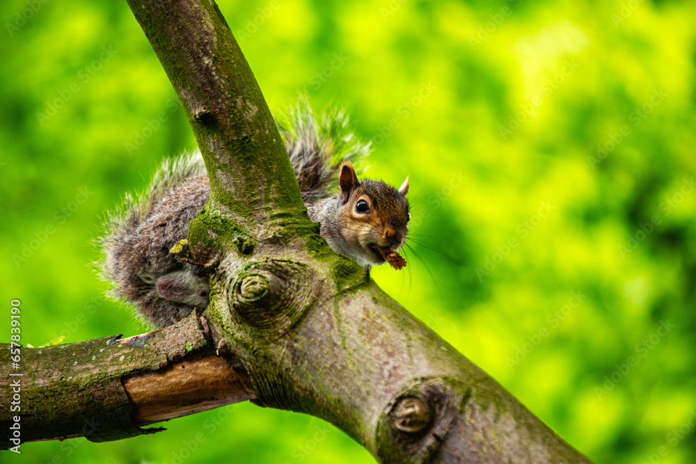 Grey Squirrel (Sciurus carolinensis) in National Botanic Gardens, Dublin, Ireland Grey Squirrel (Sciurus carolinensis) in National Botanic Gardens, Dublin, Ireland