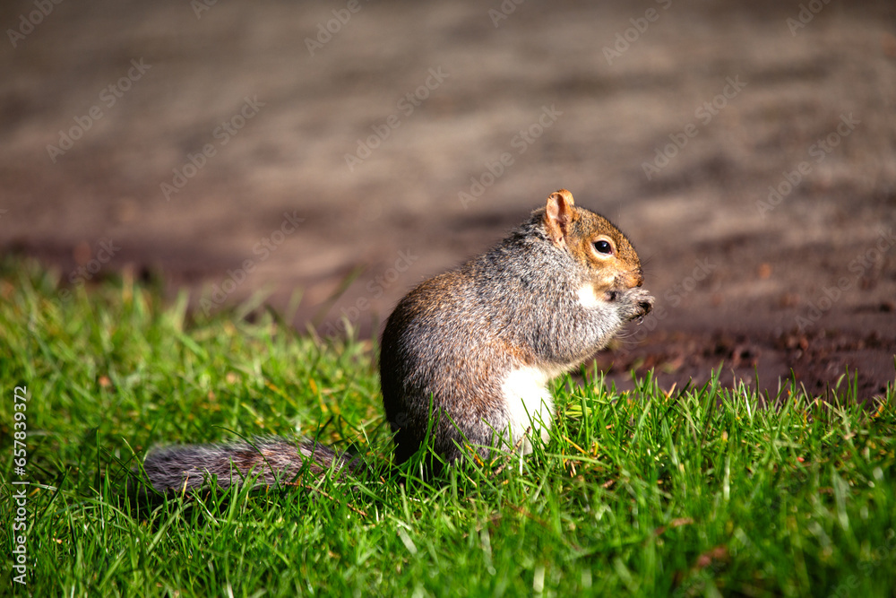 Grey Squirrel (Sciurus carolinensis) in National Botanic Gardens, Dublin, Ireland Grey Squirrel (Sciurus carolinensis) in National Botanic Gardens, Dublin, Ireland