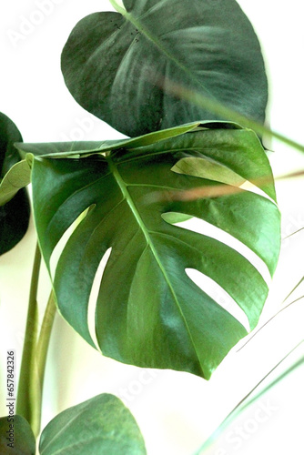 Zielone Liście Liść Leaves Leaf Monstera Dziurawa Dekoracyjna Deliciosa Kwiar Domowy Ozdobny