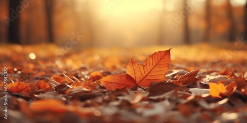 AUTUMN FALL LEAVES BACKGROUND CINEMATIC