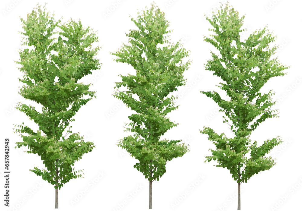 Fototapeta premium Collections tropics green trees shapes set cutout transparent backgrounds png