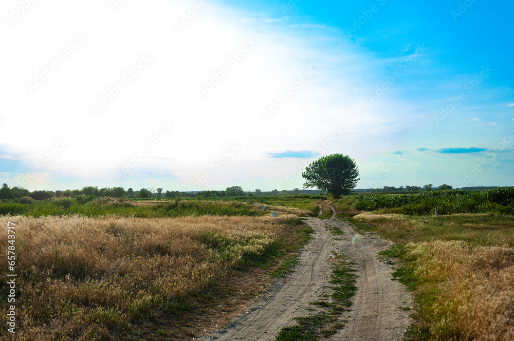 Obraz premium landscape with a tree and sky