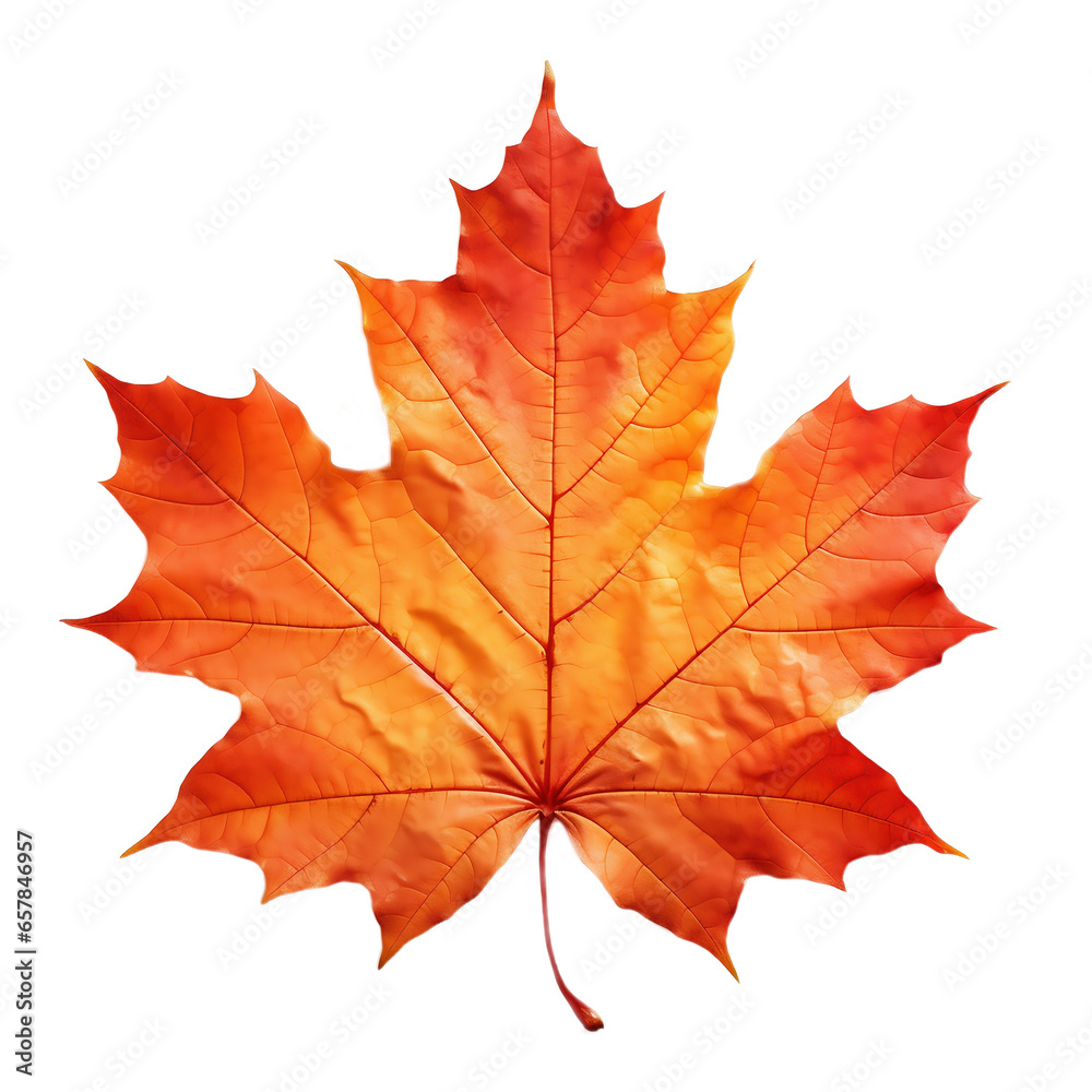 Obraz premium Autumn maple leaf. Autumn leaf on a light transparent background. PNG file. Generative AI