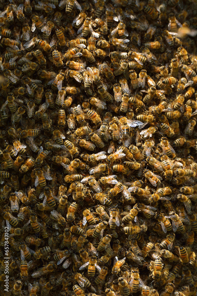 Honey Bees in Hive, Roden, Lower Franconia, Bavaria, Germany Honey Bees in Hive, Roden, Lower Franconia, Bavaria, Germany