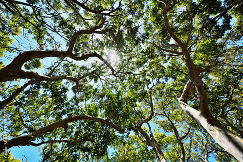 Looking up at Eucalyptus Treetops with Sun, Benandarah, Murramarang National Park, New South Wales, Australia photo