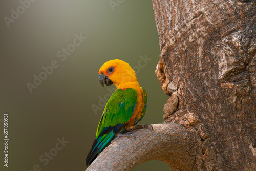 Serene Jandaya Parakeet Bird Perched on Tree Branch