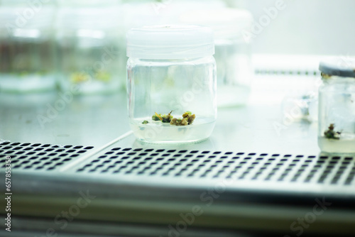 Plant Tissue Culture for Agricultural Research