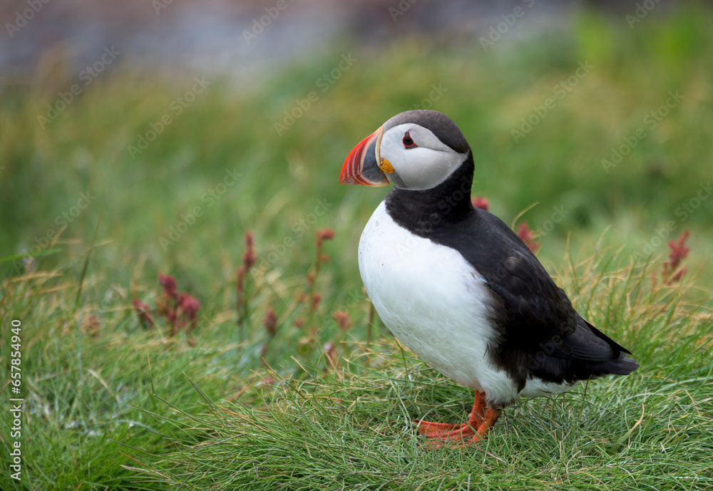 Close-up portrait of an Atlantic puffin (Fratercula arctica) standing on grass on Vigur Island in Isafjordur Bay; Iceland Close-up portrait of an Atlantic puffin (Fratercula arctica) standing on grass on Vigur Island in Isafjordur Bay; Iceland