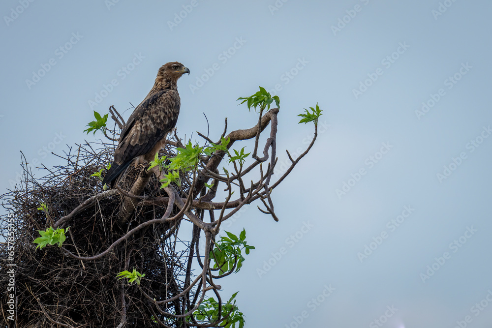A tawny eagle (Aquila rapax) looks out from leafy treetop against a clear, blue sky in Chobe National Park; Chobe, Botswana A tawny eagle (Aquila rapax) looks out from leafy treetop against a clear, blue sky in Chobe National Park; Chobe, Botswana