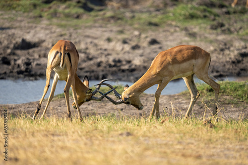 Close-up of two male, common impalas, (Aepyceros melampus) fighting on the riverbank, locking horns, Chobe National Park; Chobe, Bostwana photo