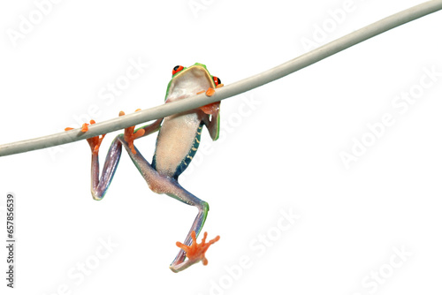 Red Eyed Tree Frog photo