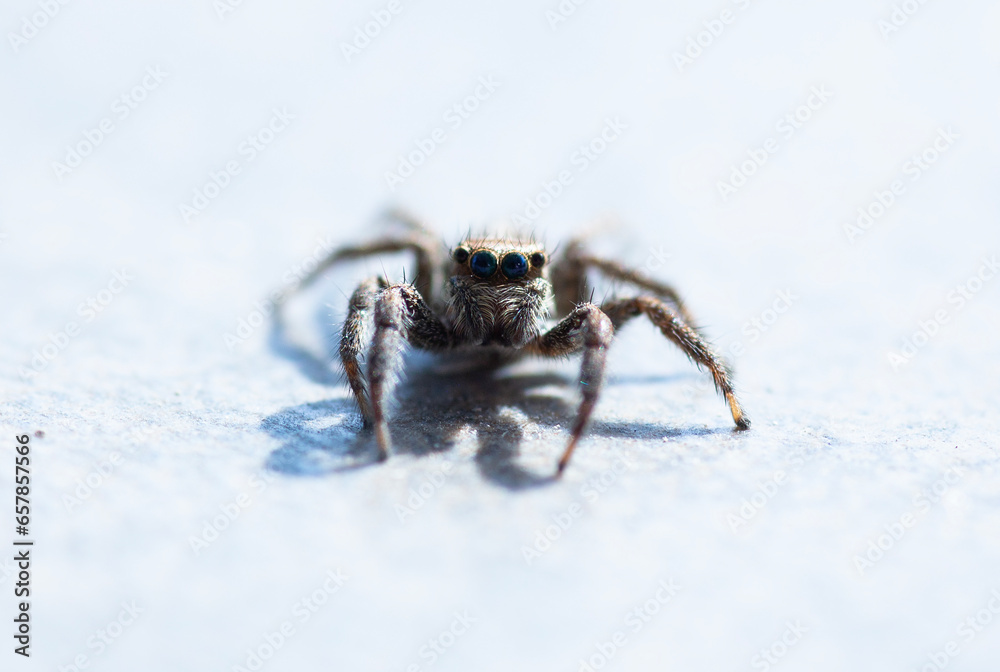 spider photo at the nature macro photo spider photo at the nature macro photo