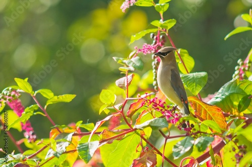 Cedar Waxwing (Bombycilla Cedrorum) And Poke Berries On A Tree; Portland, Oregon, Usa photo
