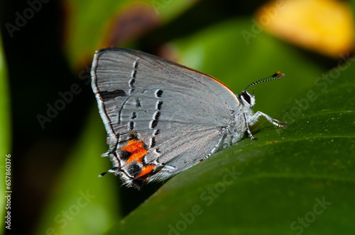 Papillon porte-queue gris du Canada (Strymon melinus) photo