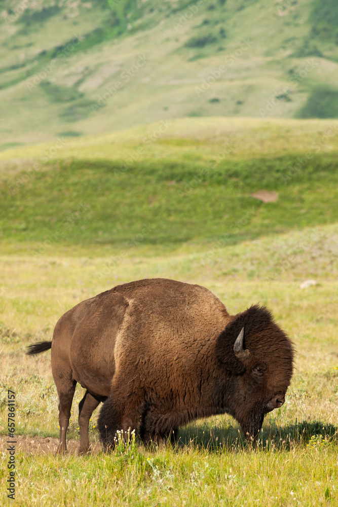 Plains Bison in Waterton Lakes National Park, Alberta, Canada
