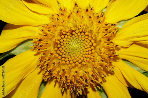 Extreme close-up of a sunflower