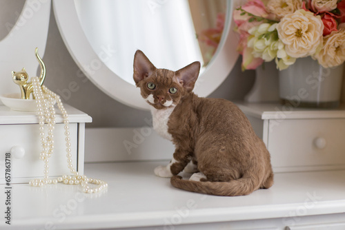 Cuadro en lienzo Devon Rex kitten color chocolate and white sitting on the dressing table