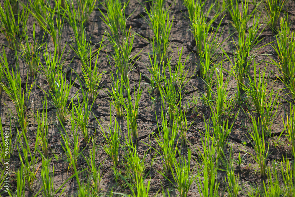 A Water Shortage Leaves The Earth Dry And Cracked In A Rice Terrace In ...