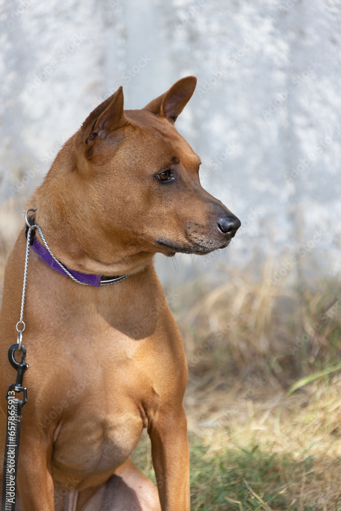 Thai Ridgeback Puppy. Red Thai Ridge Dog - ancient local dog of Thailand, short -haired, triangular ears of medium size. Black tip of nose, in shape of wedge, thin tail. Rhodesian ridge dog