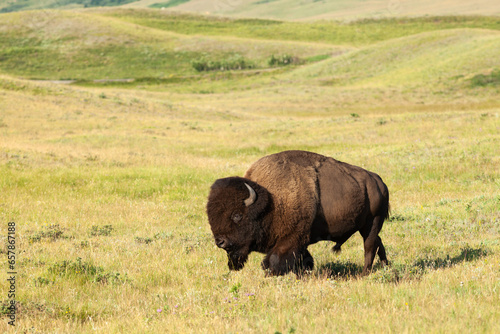 Plains Bison in Waterton Lakes National Park  Alberta  Canada