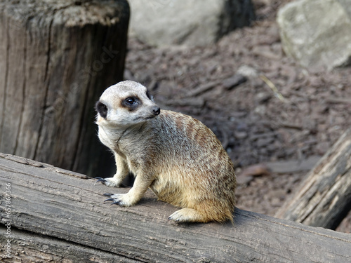 Suricate