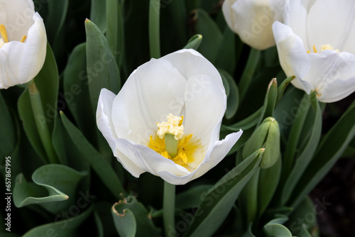 Horizontal image of an open white tulip with pollen.