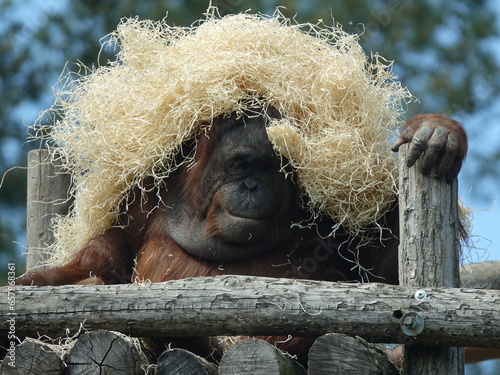 Orang-outan de Bornéo