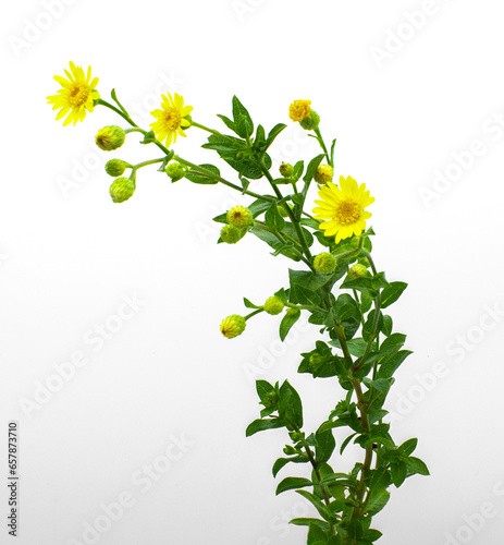 camphorweed or camphor weed - Heterotheca subaxillaris - a perennial, aromatic herb with green hairy bristly stems and small yellow aster flowers. Isolated on white background contains  some camphor photo
