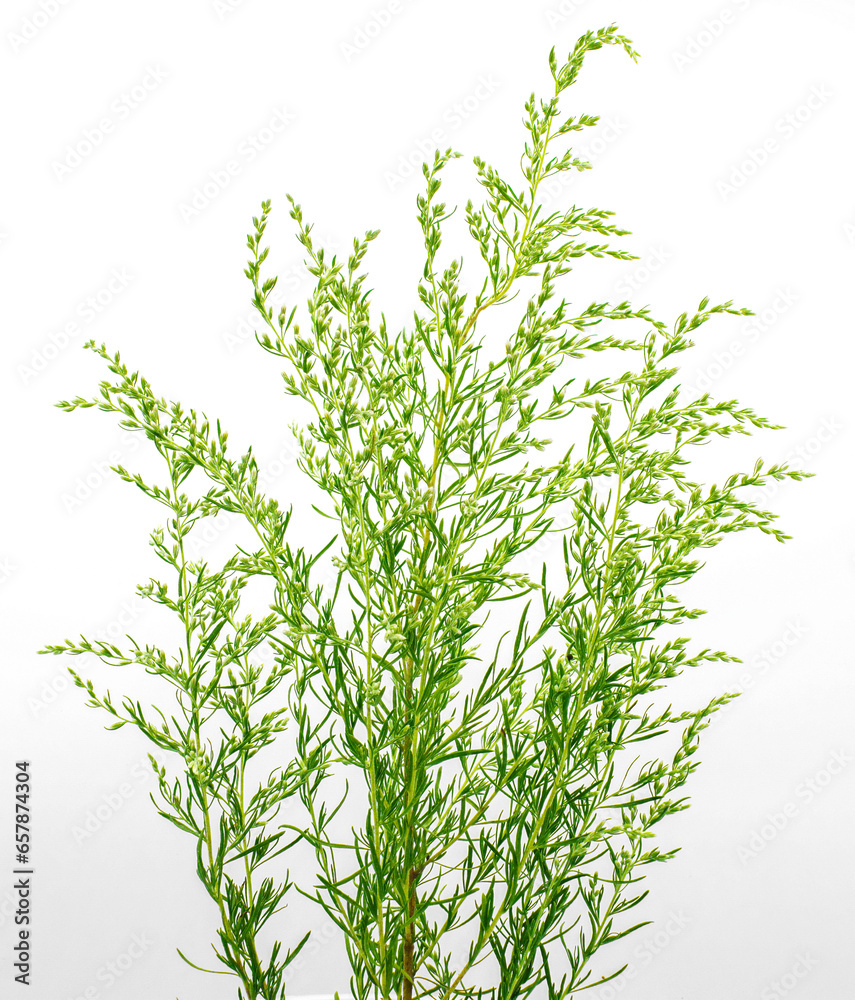 dog fennel upatorium capillifolium is a flowering, perennial