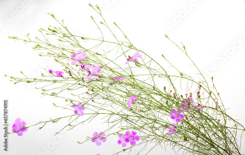 Seminole false foxglove - Agalinis filifolia - an annual herbaceous wildflower with showy bell shaped pink blooms isolated on white background host plant for common buckeye butterfly - Junonia coenia photo