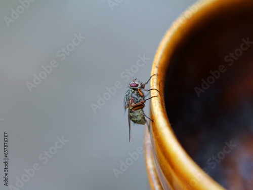 Obraz na plátně macro of a fly on the pott