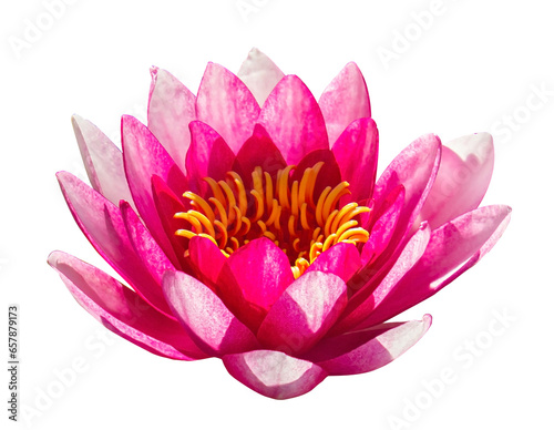 Fototapeta Naklejka Na Ścianę i Meble -  Pink Lotus flower isolated on transparent background. Beautiful Pink Lotus, water plant on transparent background with clipping path.